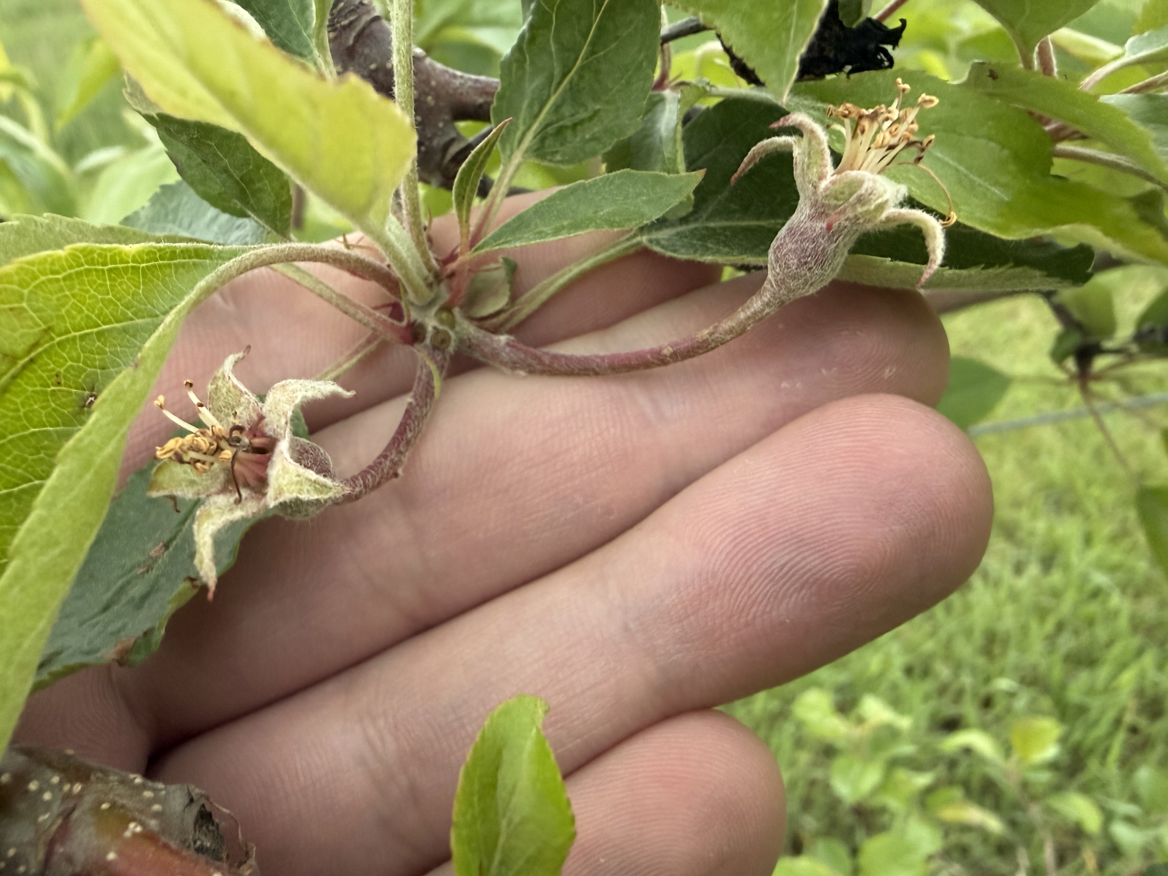 Gala apple fruitlet hanging from a tree.